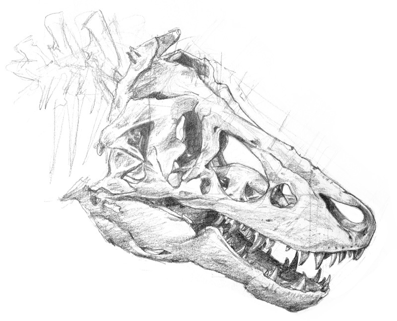 graphite drawing of tyrannosaurus skull