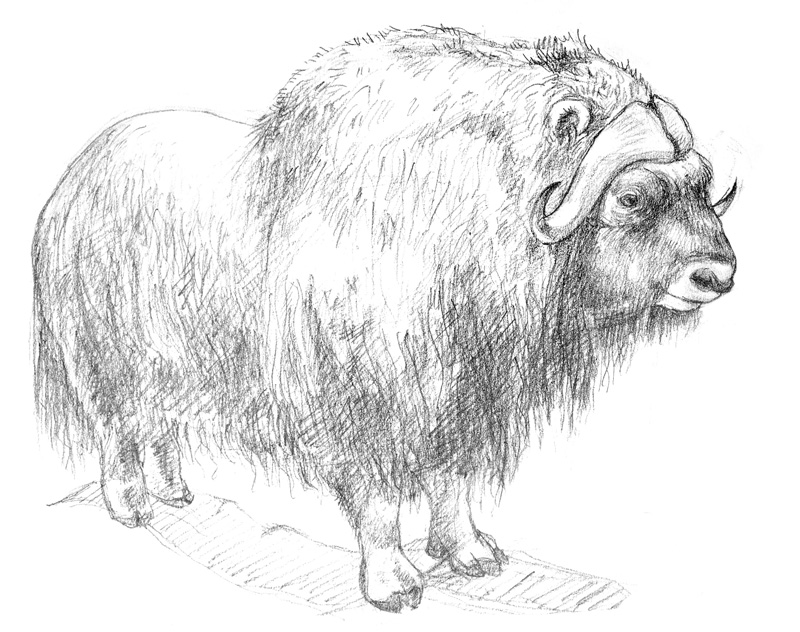 graphite drawing of musk ox